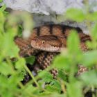 Juraviper ( Vipera a.aspis)2