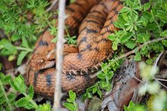 Juraviper ( Vipera a.aspis)3