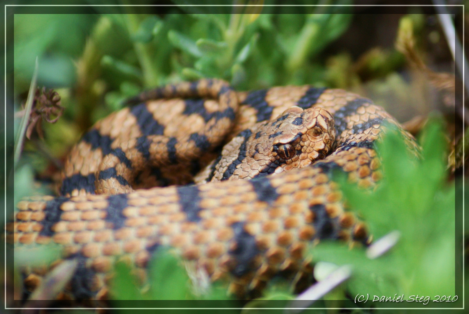 Juraviper ( Vipera aspis aspis)