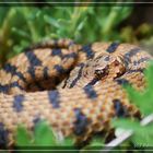 Juraviper ( Vipera aspis aspis)