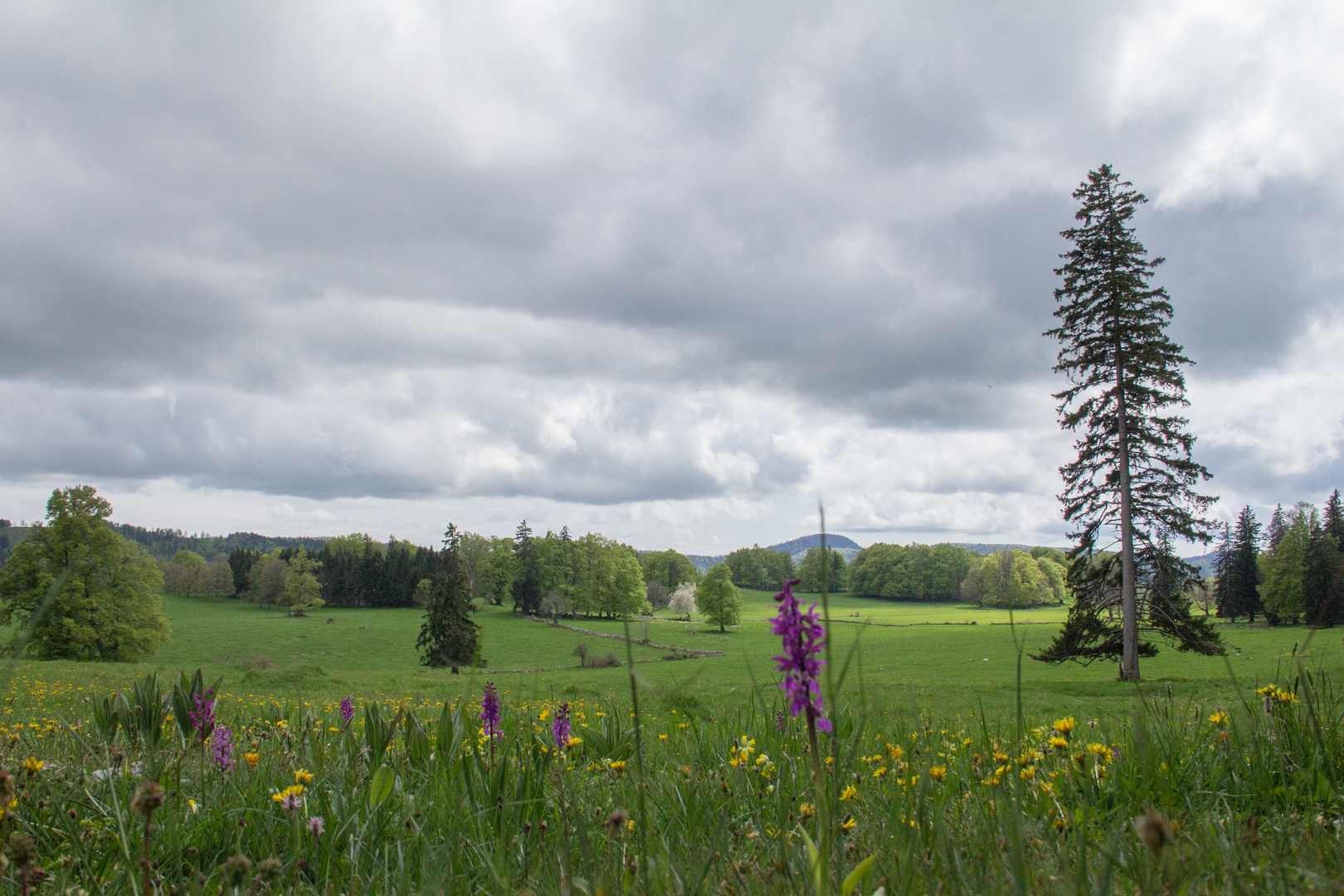 Jura:wiese