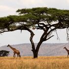 Jurrassic Park in der Serengeti