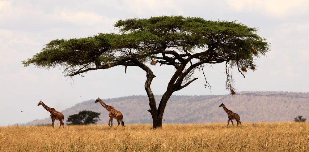 Jurrassic Park in der Serengeti