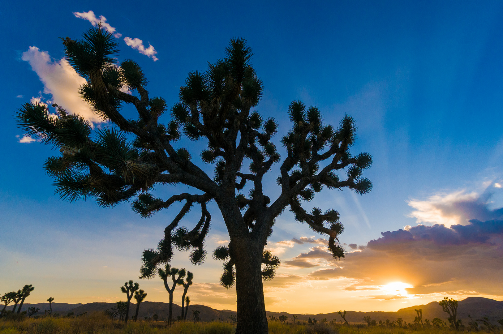 Jushua Tree NP Sunset