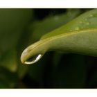 " jusqu'à la dernière goutte de pluie "