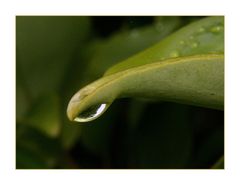 " jusqu'à la dernière goutte de pluie "