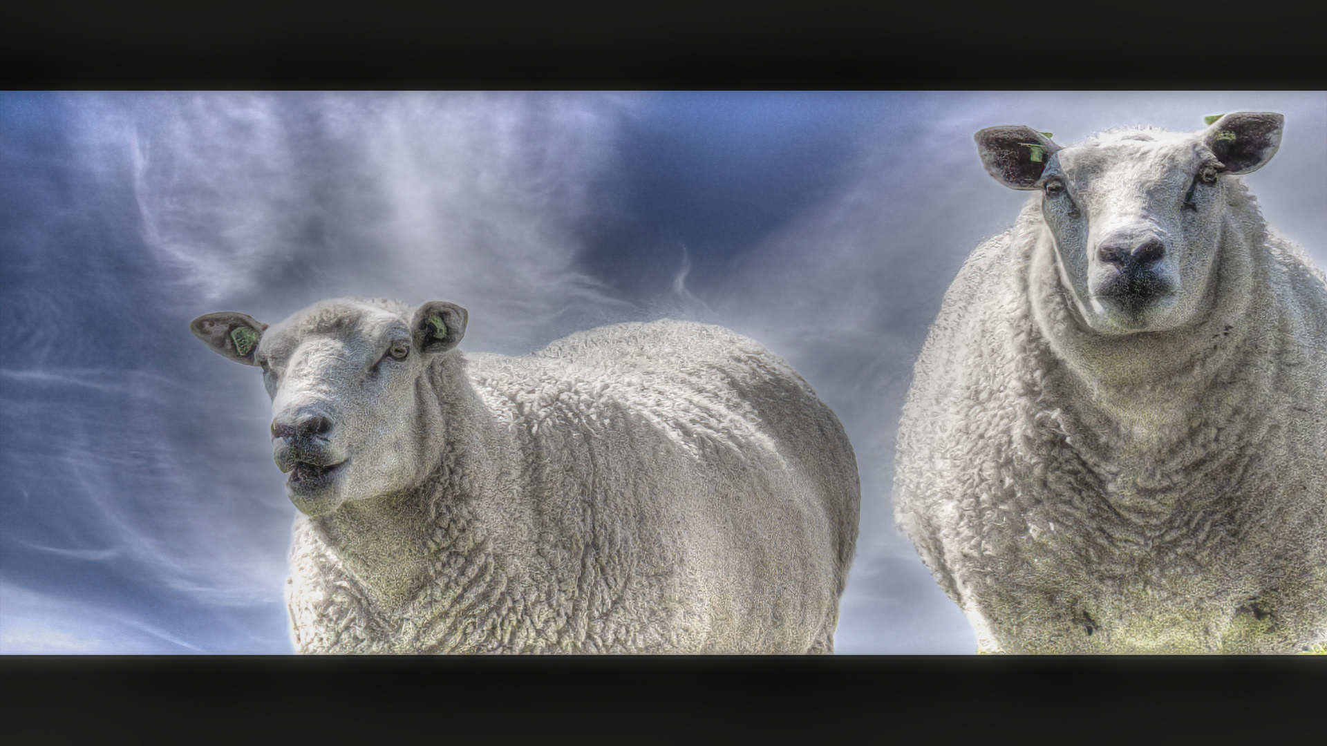 Just 2 sheep