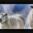 Just 2 sheep