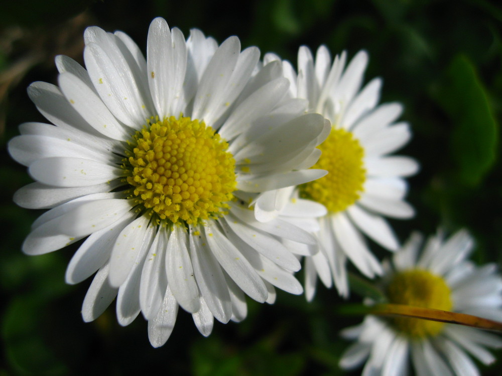 Just 3 daisies