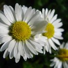 Just 3 daisies