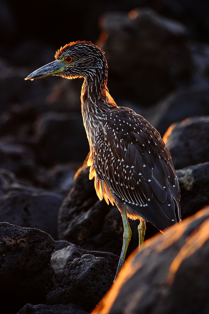 Just a bird in the sunset