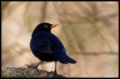 Just a Blackbird