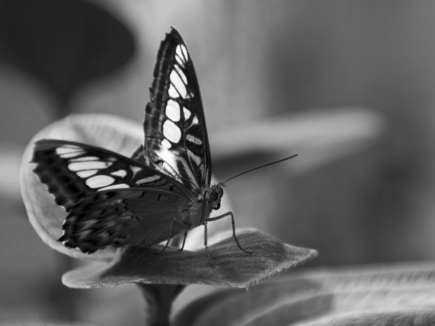 Just a Butterfly, b&w