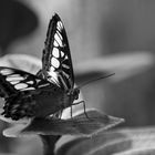 Just a Butterfly, b&w
