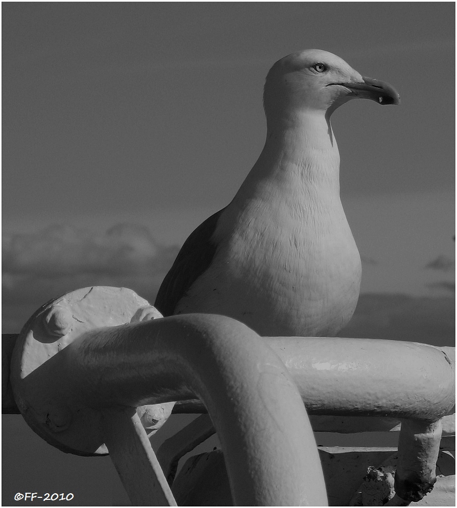 ... just a colorless seagull ...