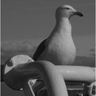 ... just a colorless seagull ...