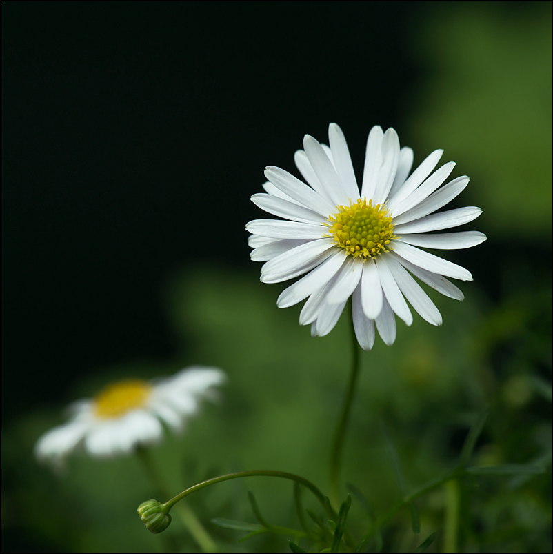 just a daisy