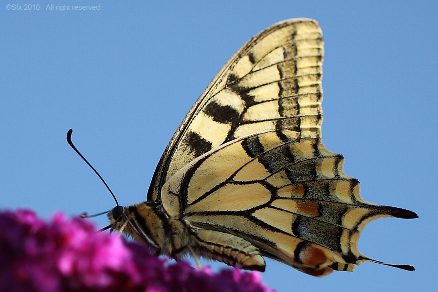 ...Just a Dream, oh Butterfly...