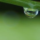 just a drop