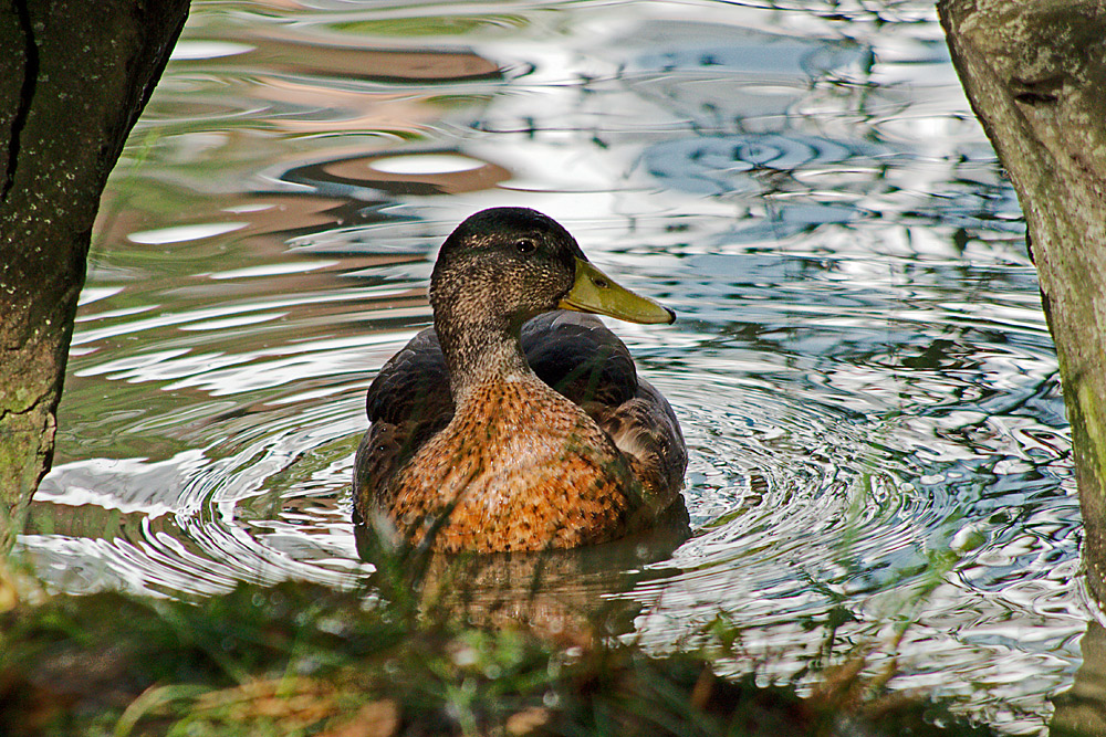 just a duck