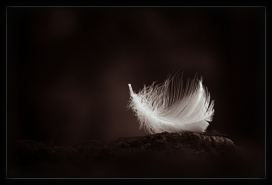 Just a feather ...