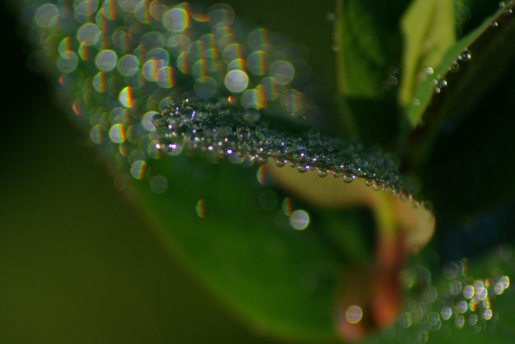 Just a few drops!