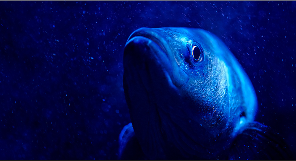just a fish in the deep blue