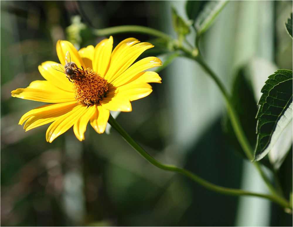 Just a flower