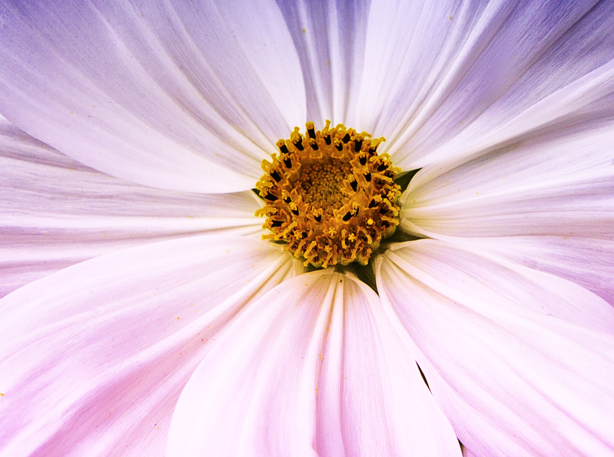 just a flower up close