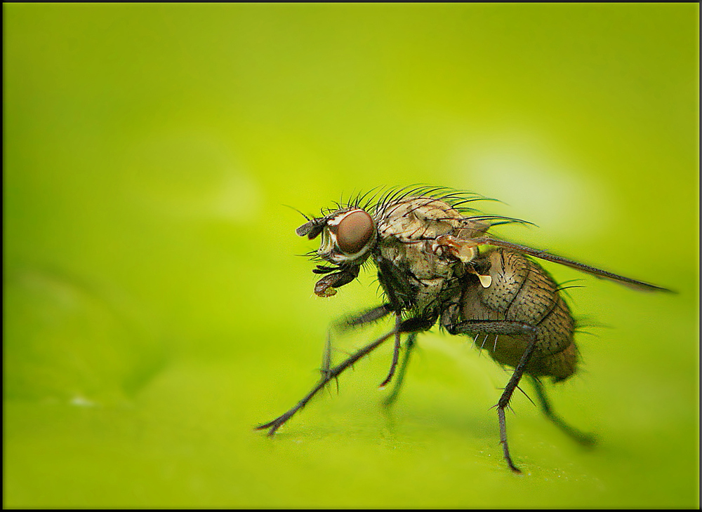 Just a fly