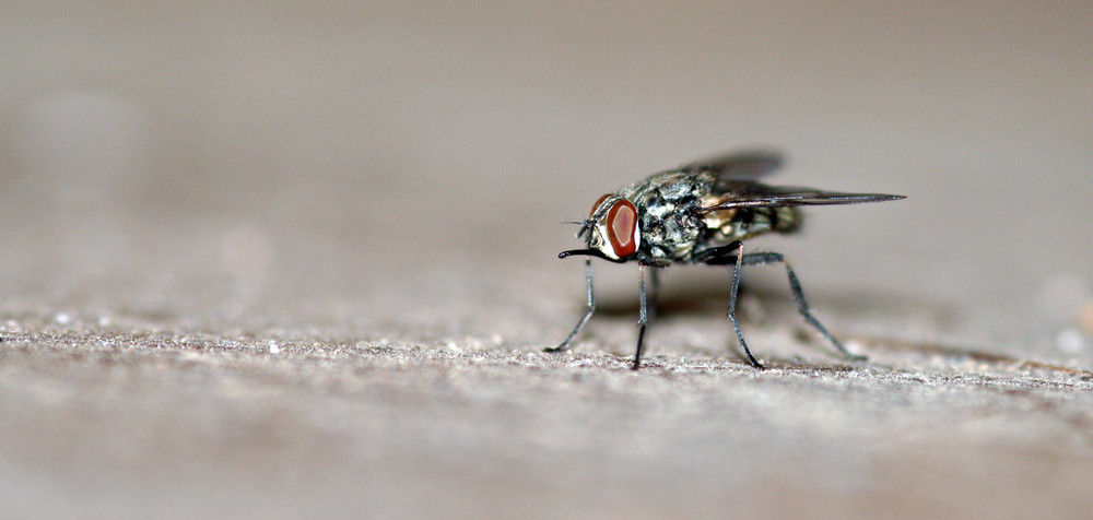 Just a Fly