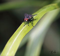 JUST A FLY