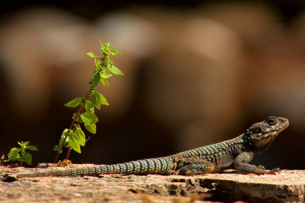 Just a Gecko!