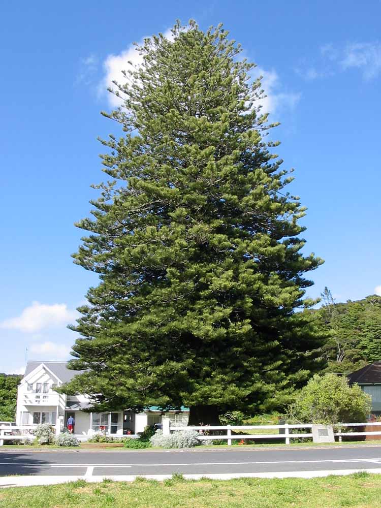 just a house with tree in front garden