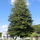 just a house with tree in front garden