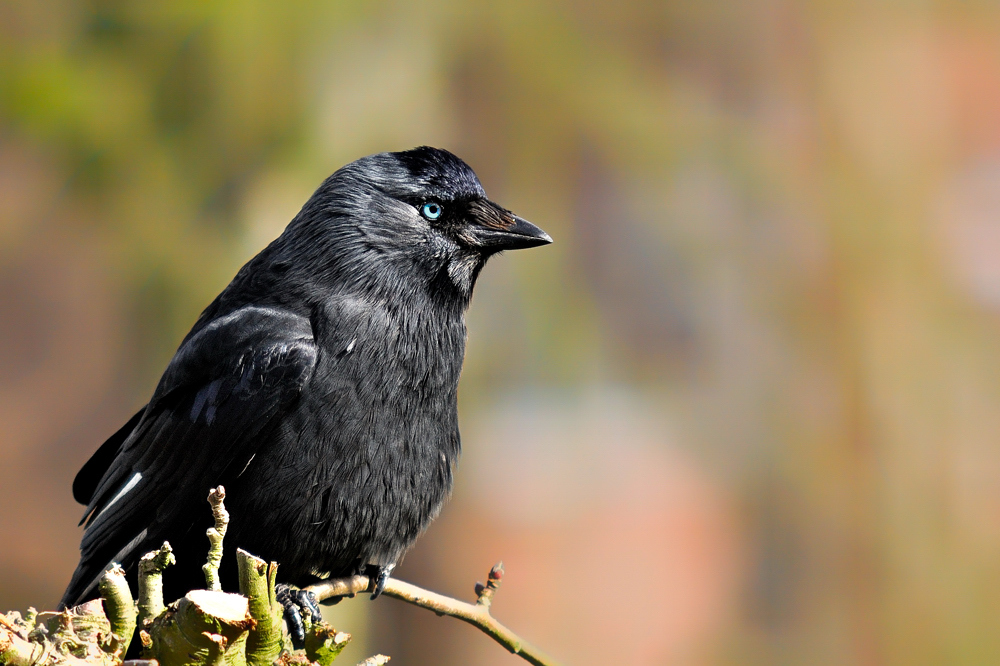 Just a Jackdaw