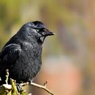 Just a Jackdaw