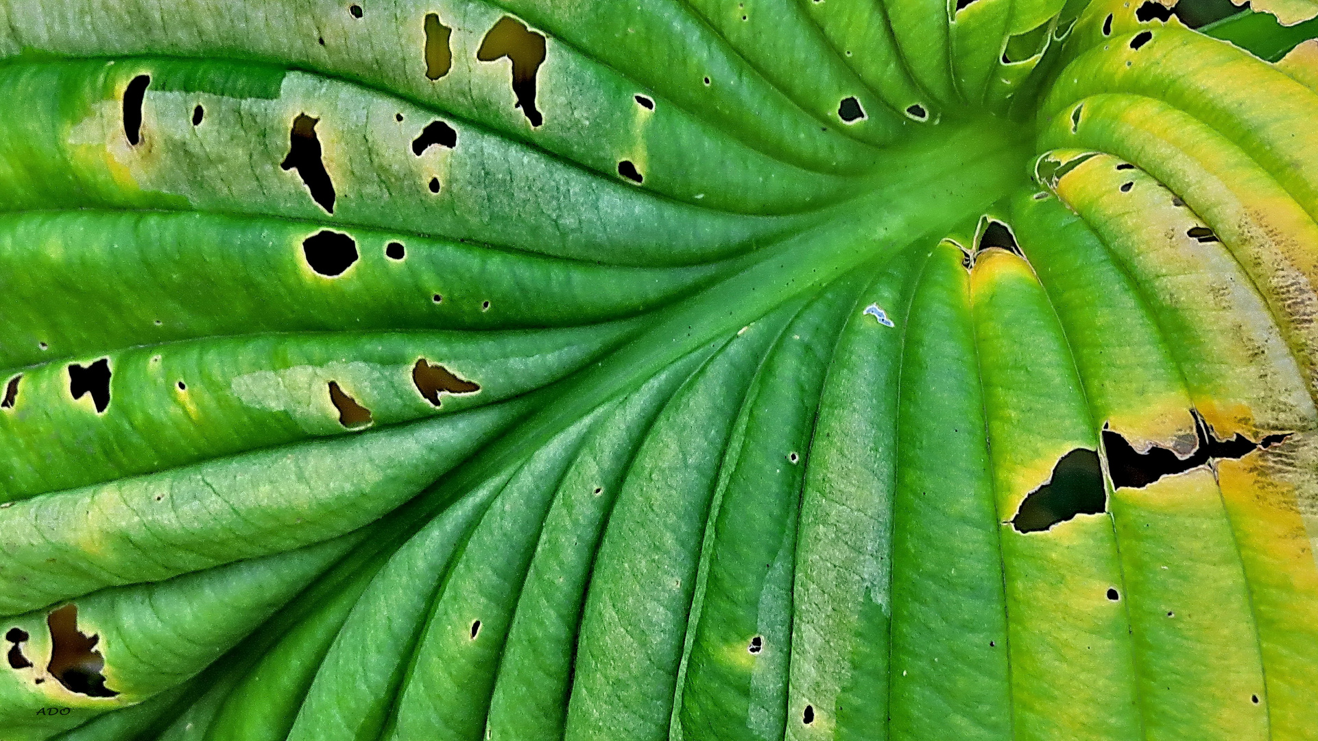 Just a Leaf