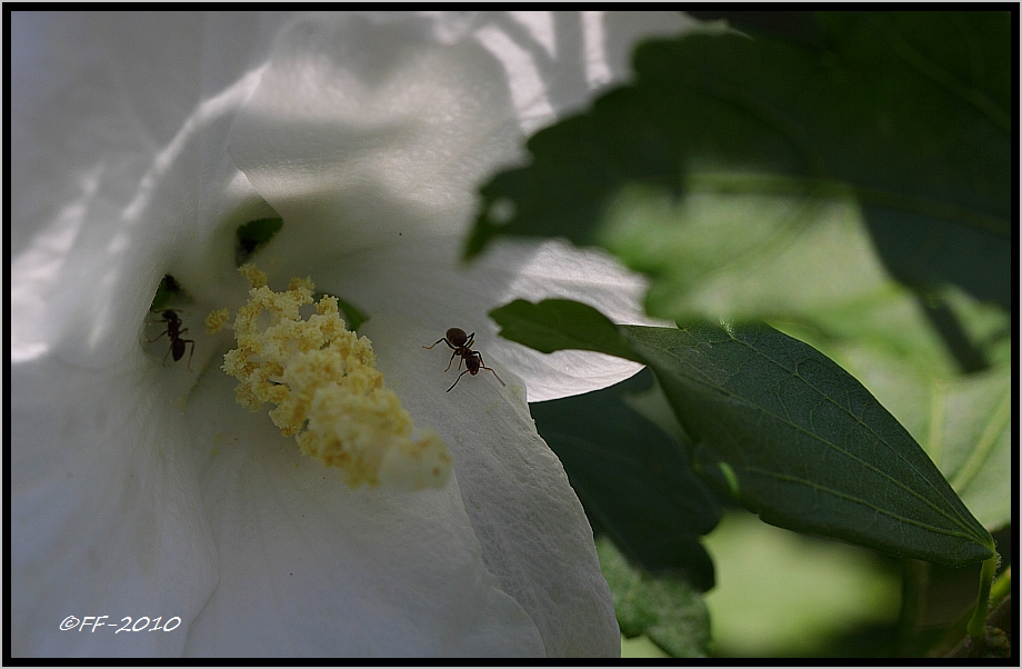 ... just a little ant walking in the hibiscus ...