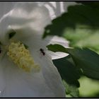 ... just a little ant walking in the hibiscus ...