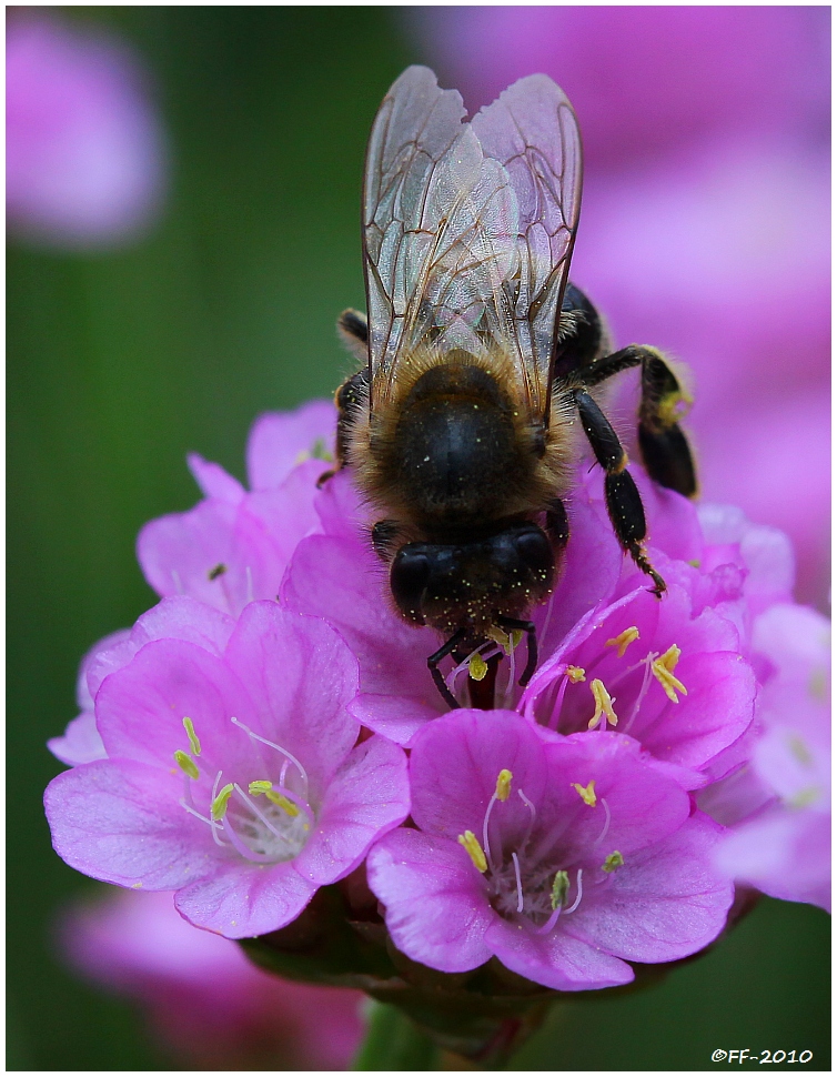 ... just a little bee doing her daily job ...