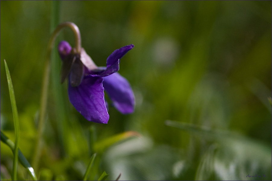 Just a little lilac violet