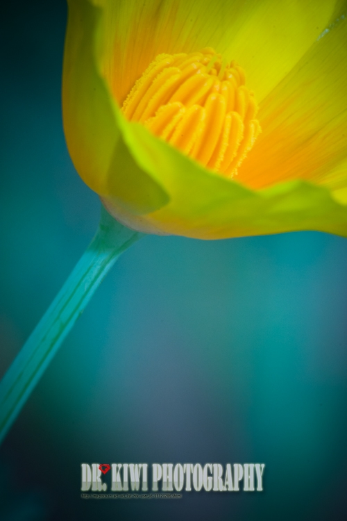 Just a Little Summer Breeze between the Petals