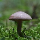Just a mushroom