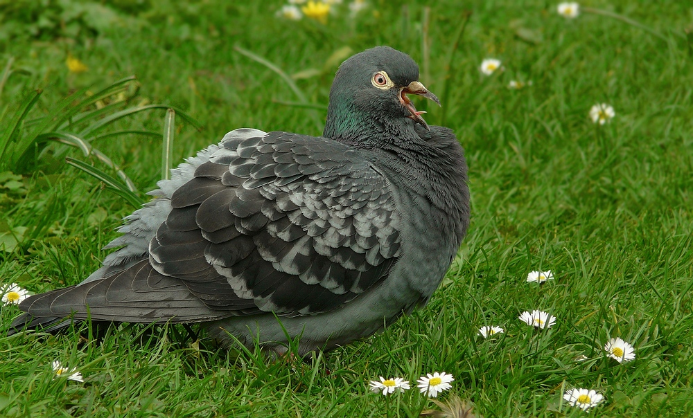 Just a pigeon