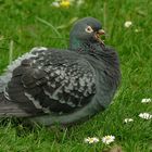 Just a pigeon