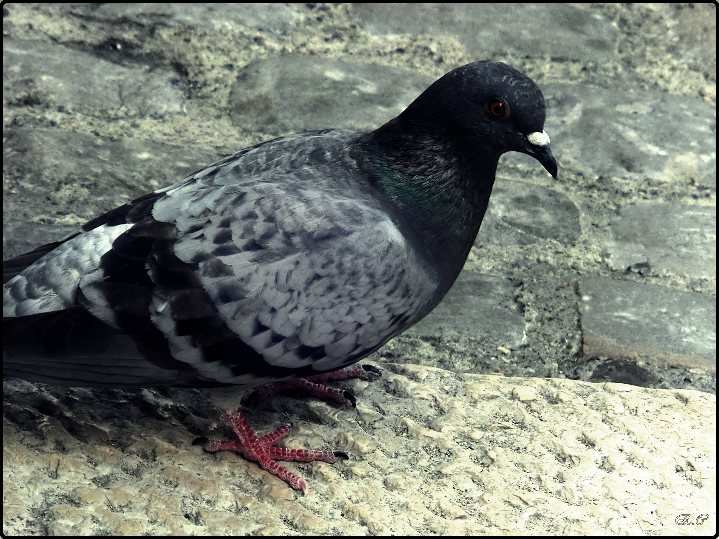 Just a Pigeon