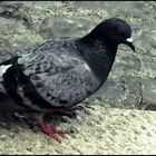 Just a Pigeon