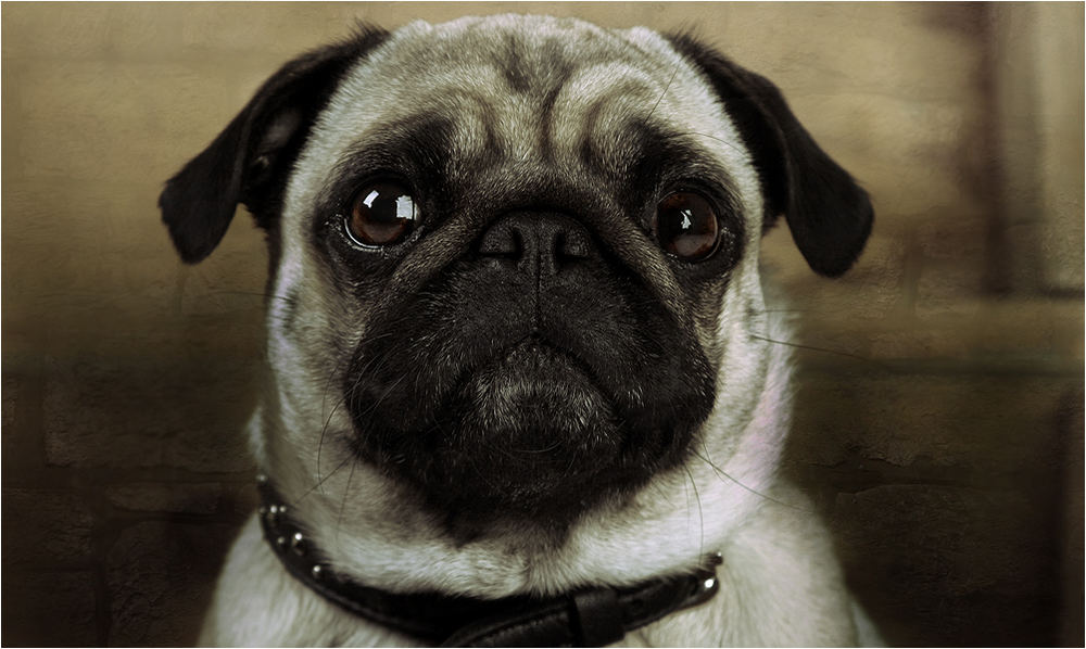 --- JUST A PUG ---