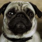 --- JUST A PUG ---